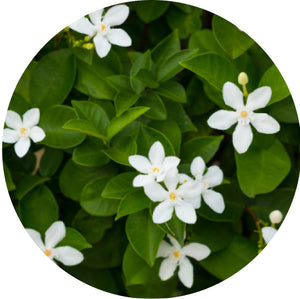 ESTRATTO DI FIORI DI GELSOMINO