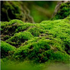 ESTRATTO DI<br>MOSSELIXIR™