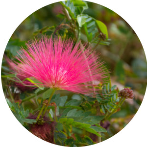 ESTRATTO DI ALBERO DELLA SETA